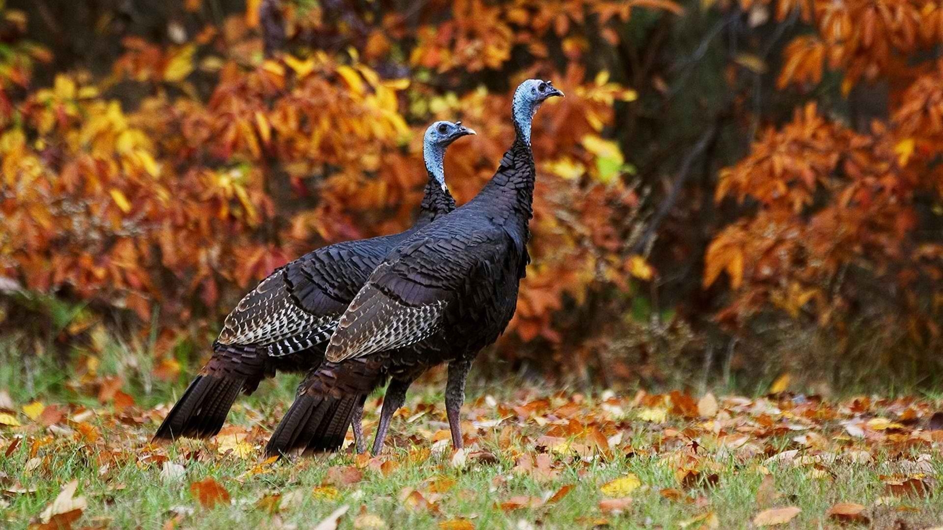 Wild Turkey Wallpapers