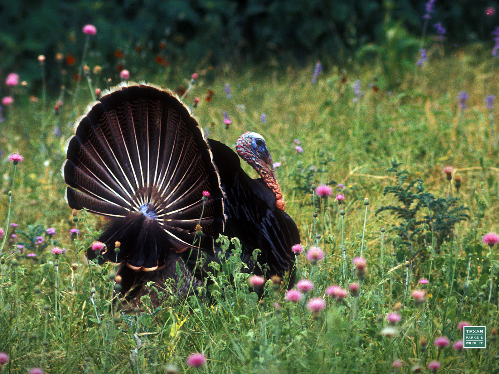 Wild Turkey Wallpapers