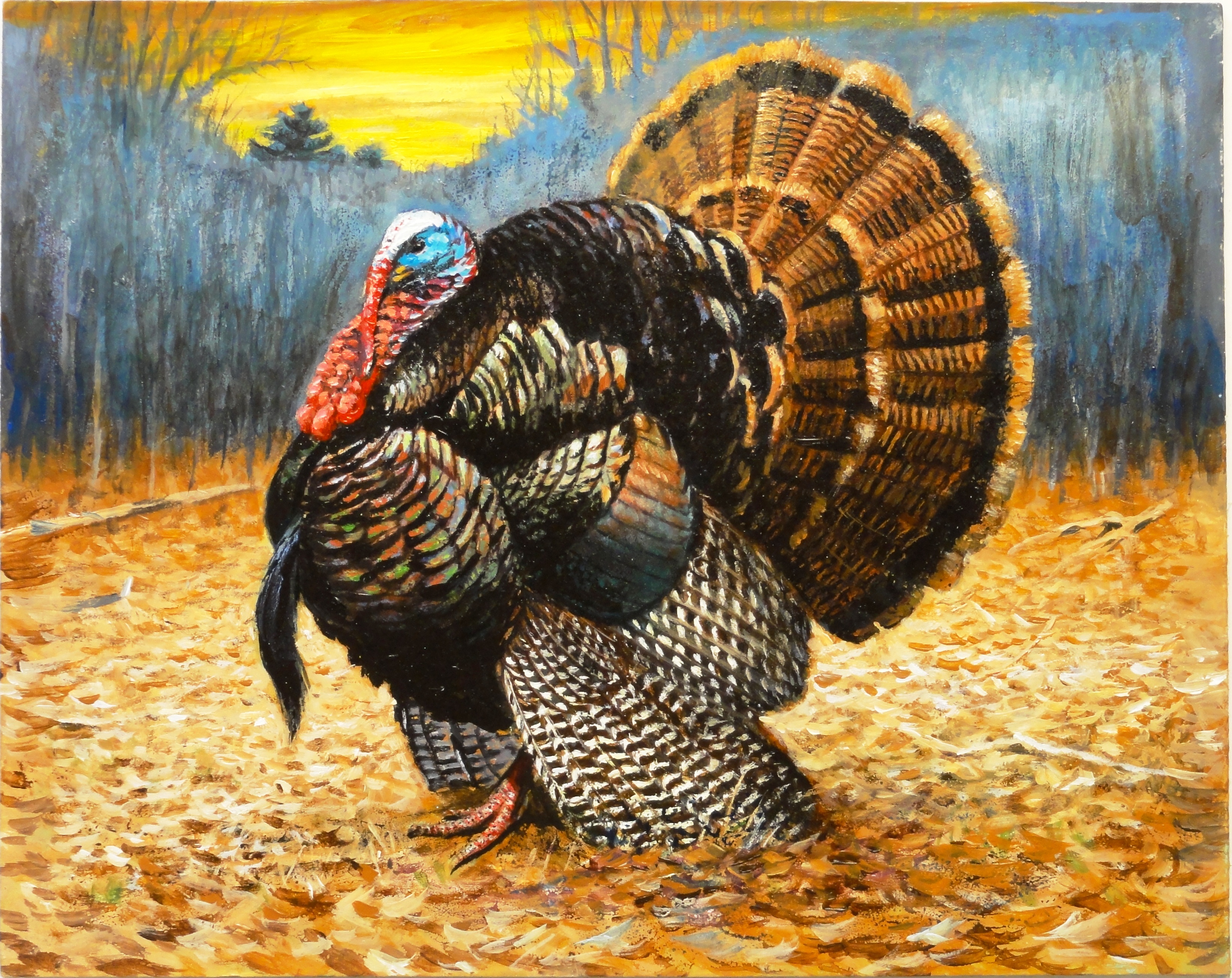 Wild Turkey Wallpapers