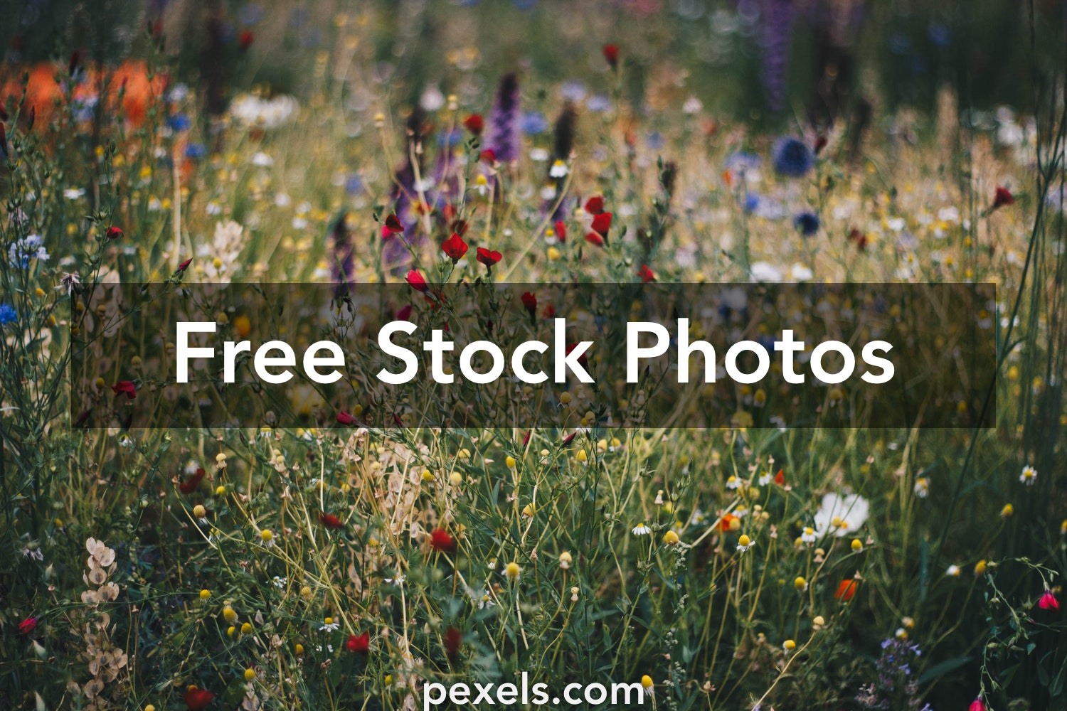 Wildflower Images Free Wallpapers