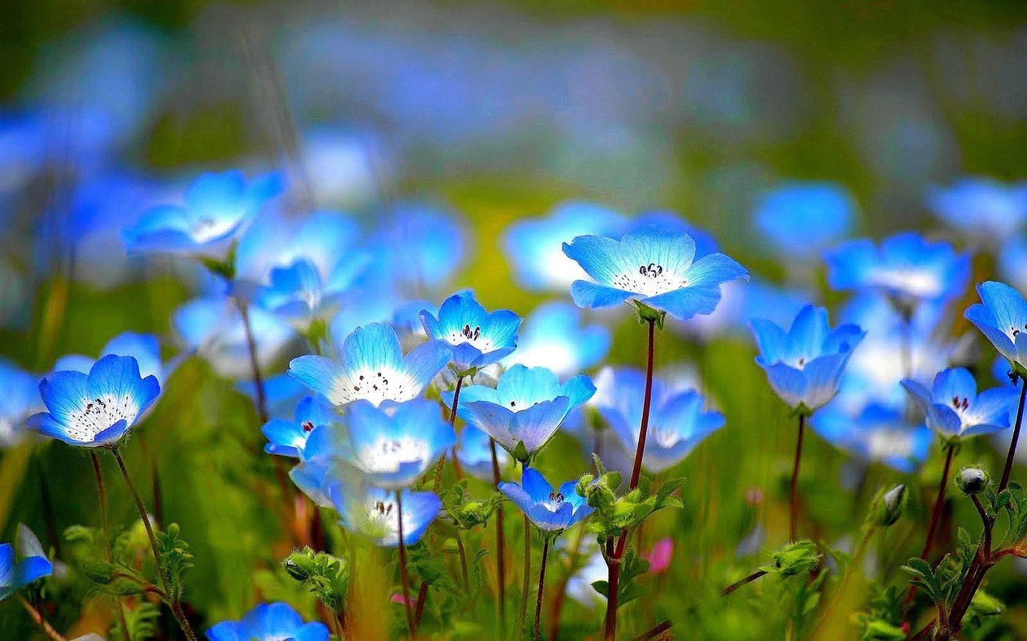 Wildflower Images Free Wallpapers