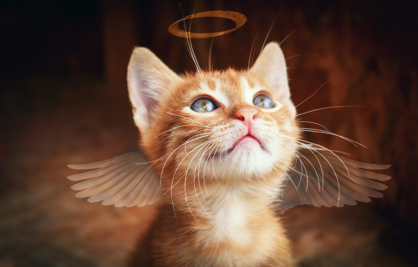 Winged Cats Art Wallpapers