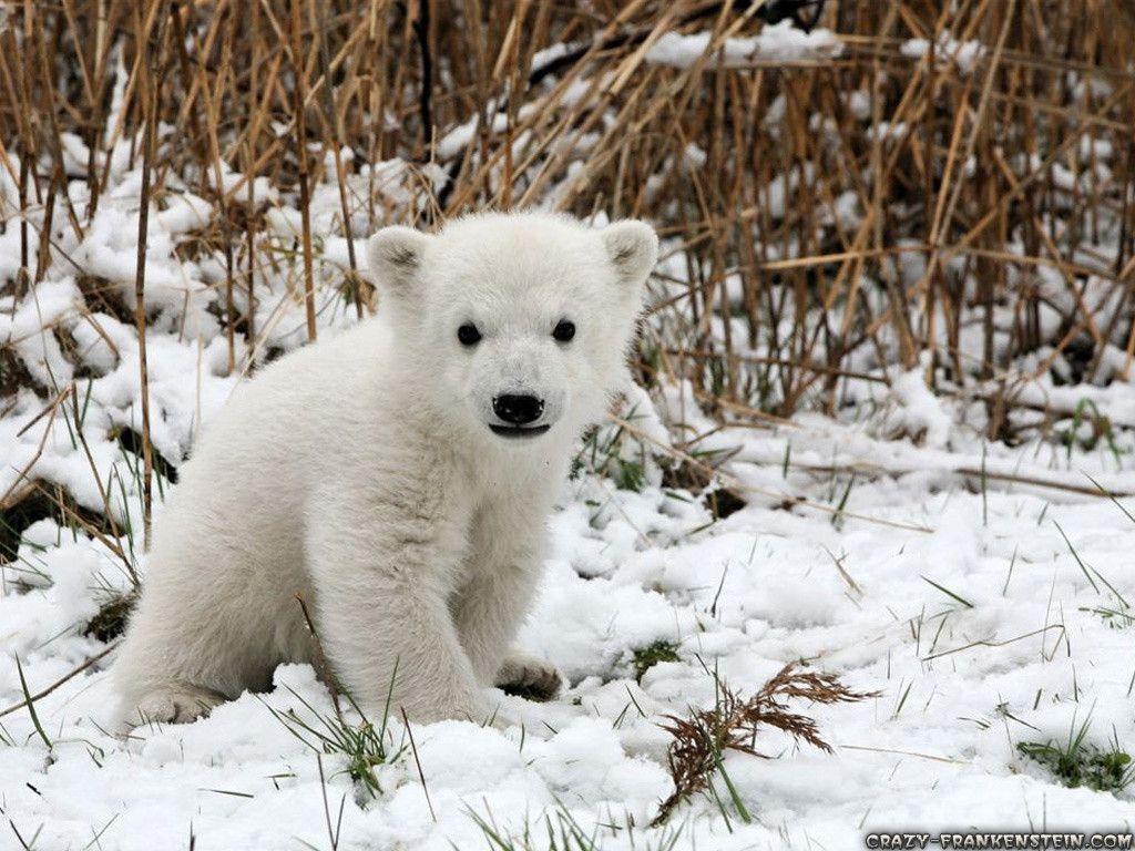 Winter Baby Animals Wallpapers