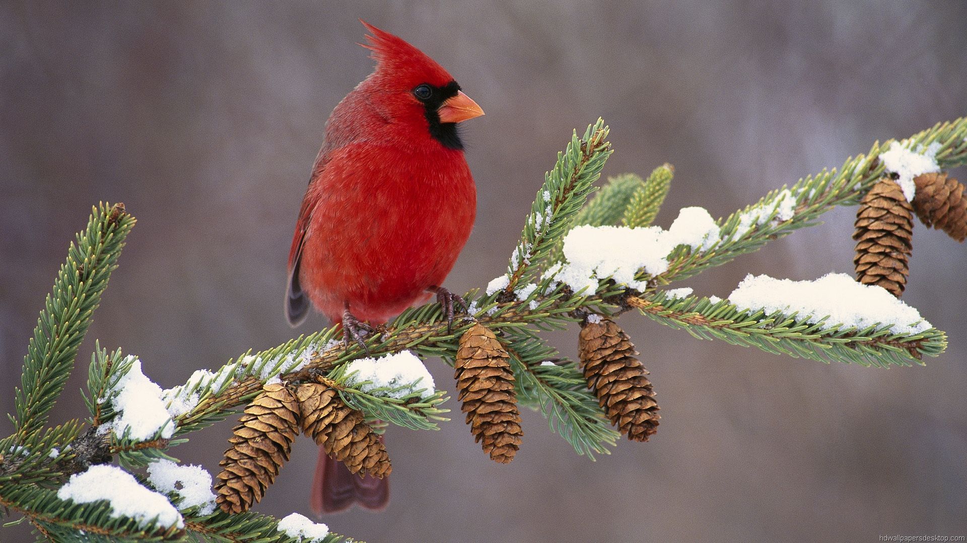 Winter Bird Wallpapers