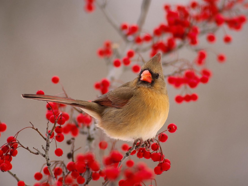 Winter Bird Wallpapers