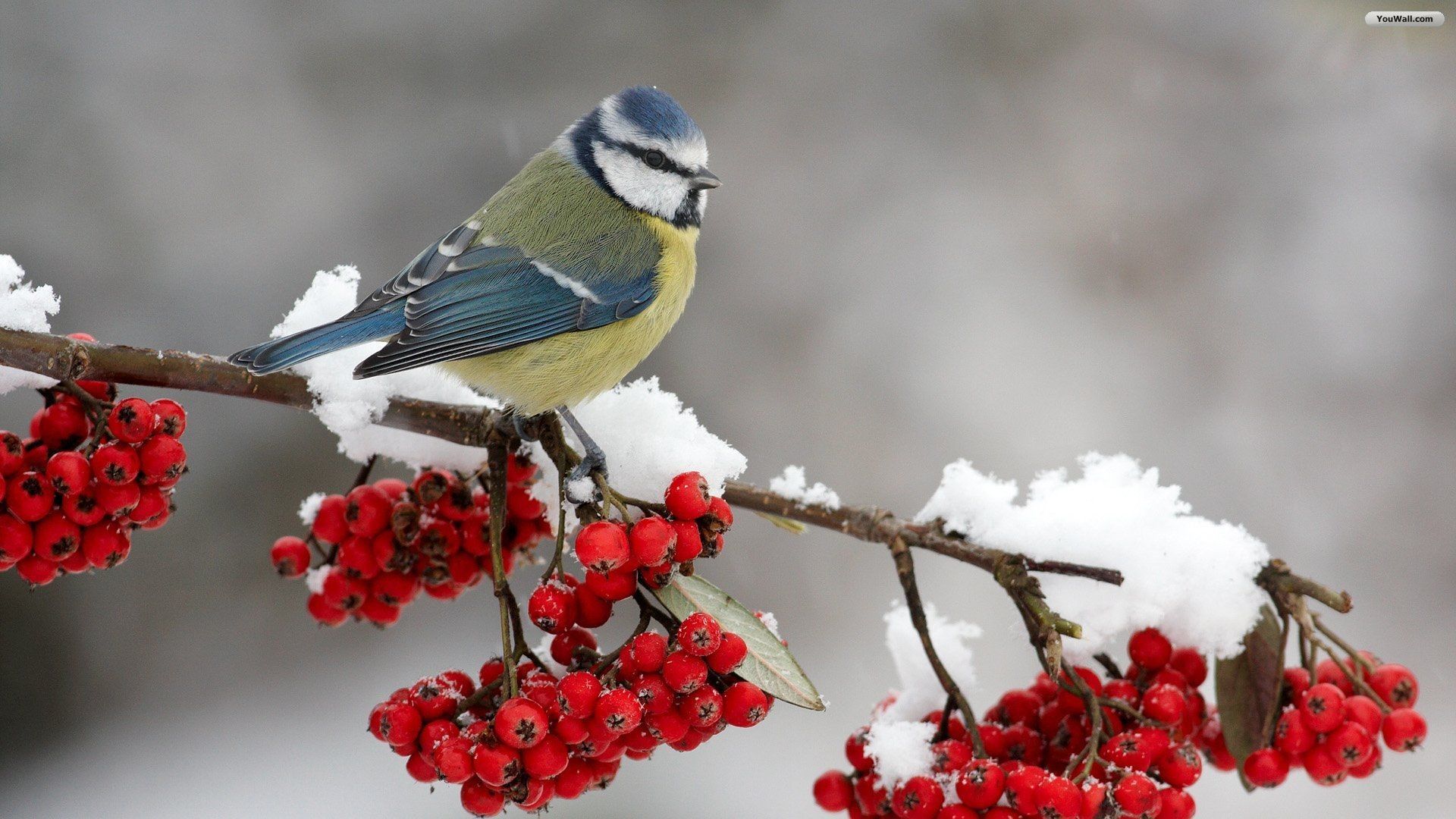 Winter Bird Wallpapers