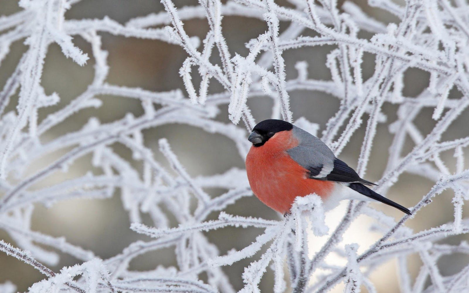 Winter Bird Wallpapers