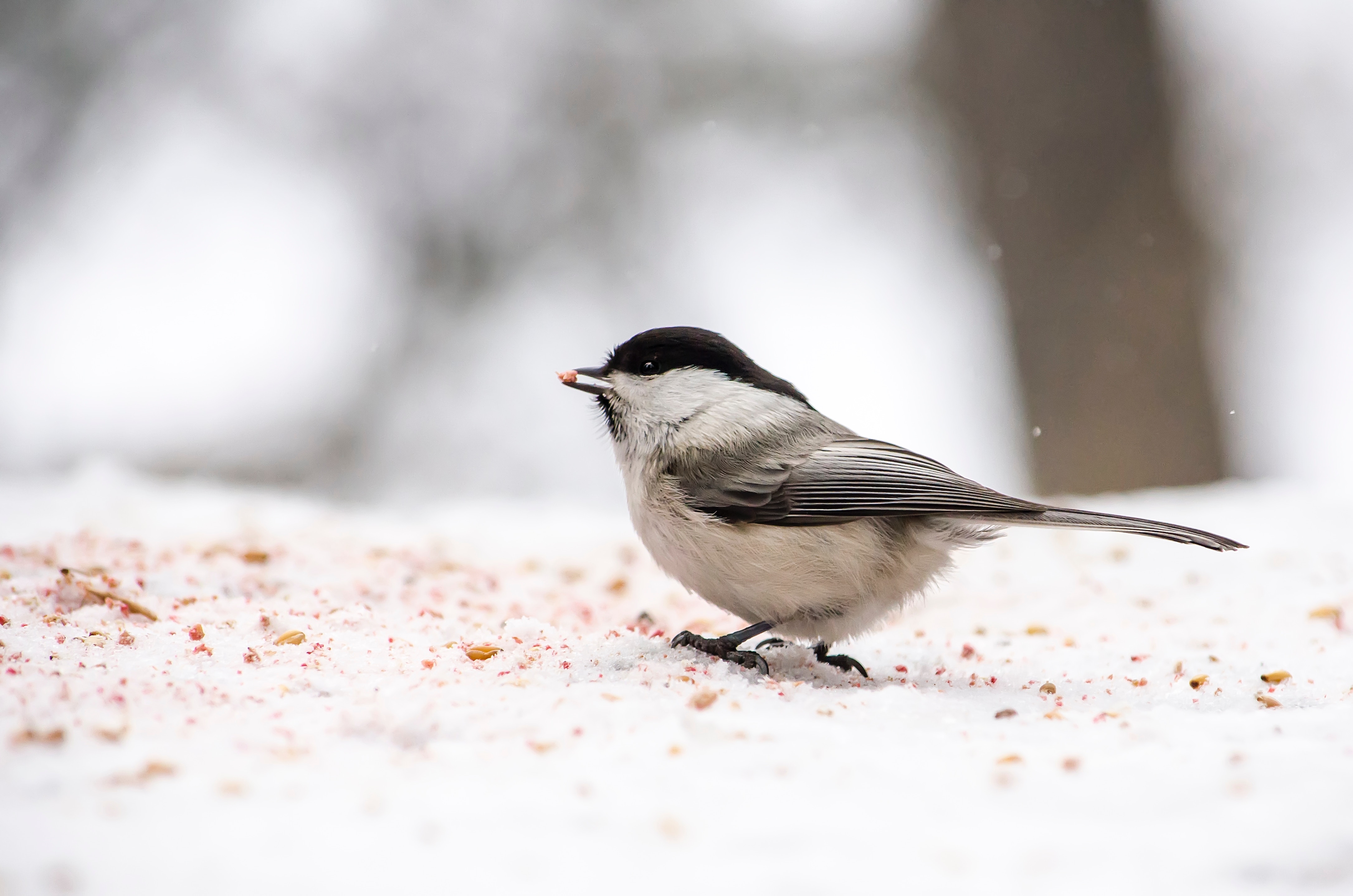 Winter Bird Wallpapers