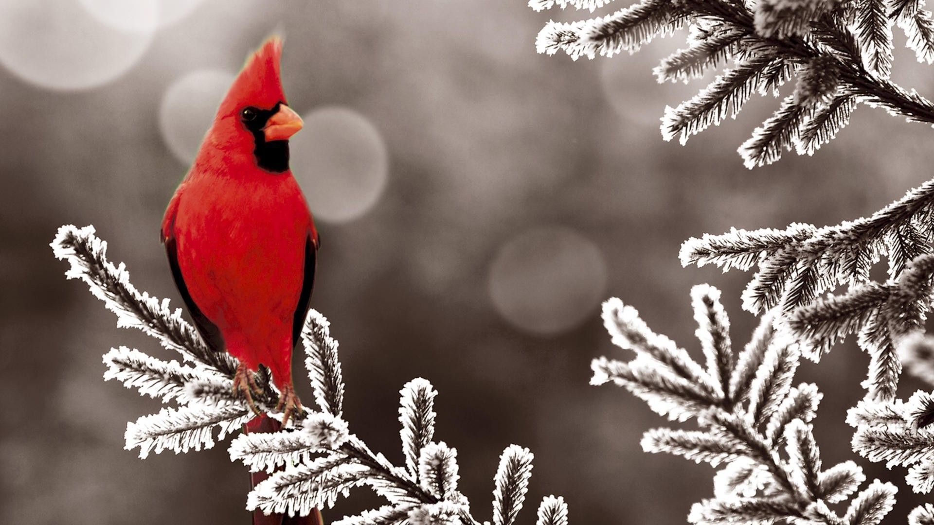 Winter Bird Wallpapers