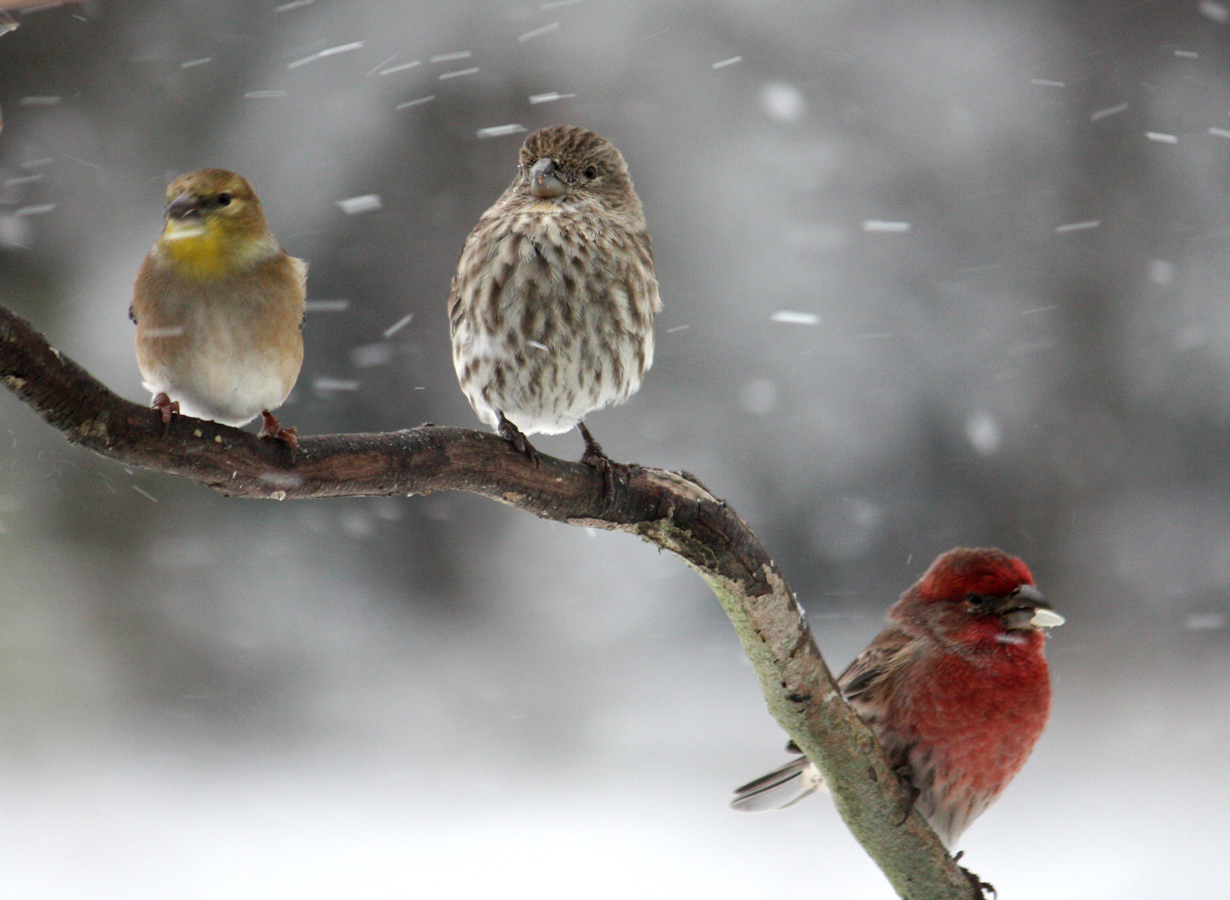 Winter Bird Wallpapers