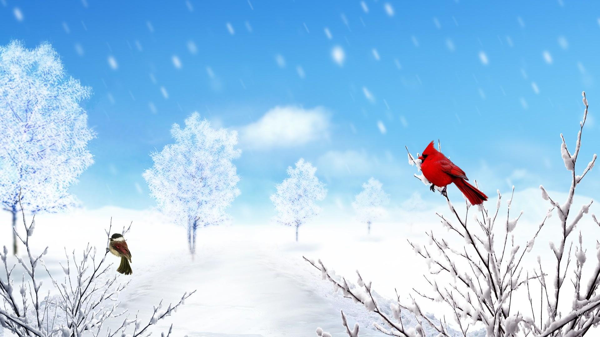 Winter Bird Wallpapers