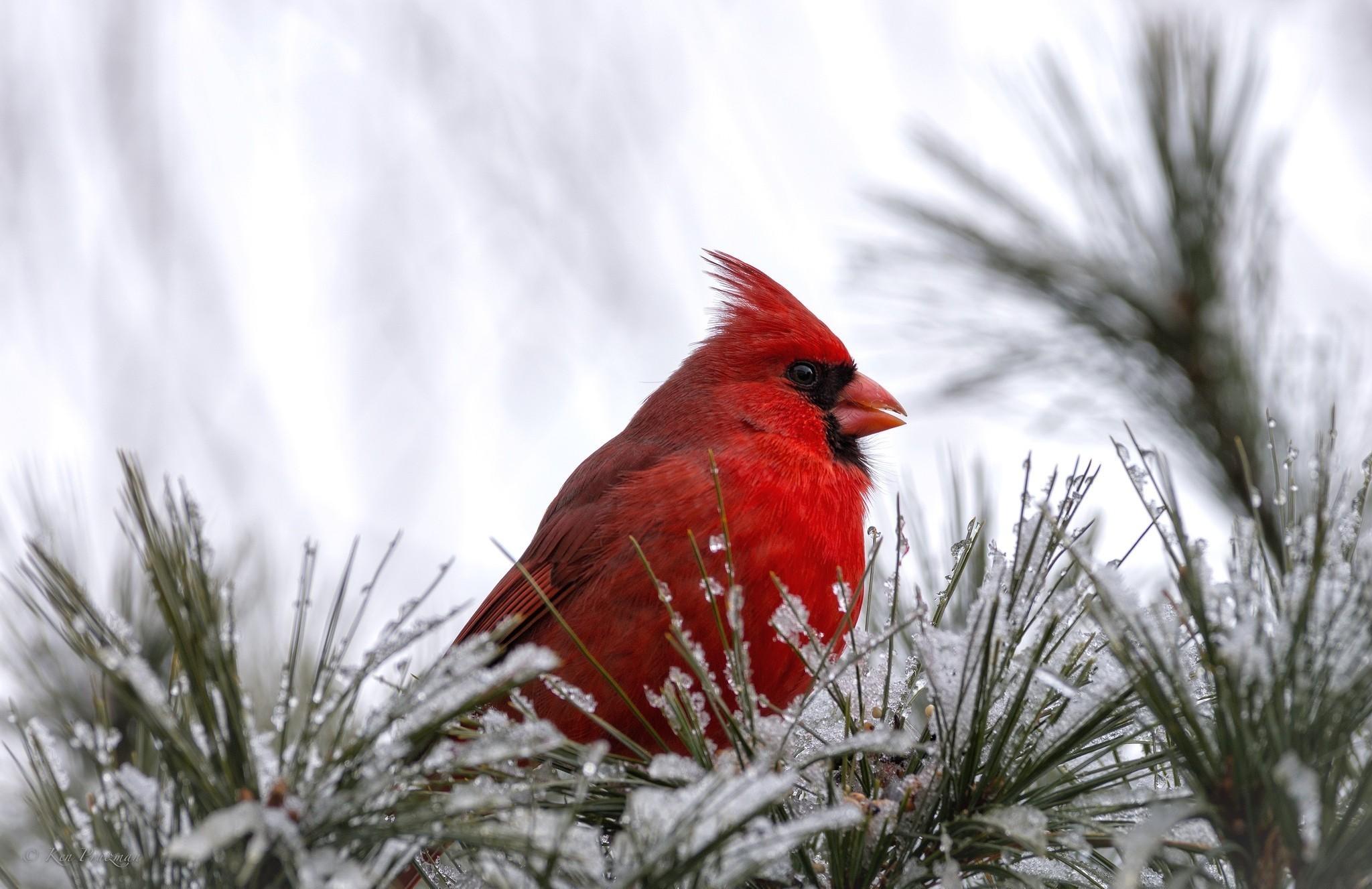 Winter Bird Wallpapers