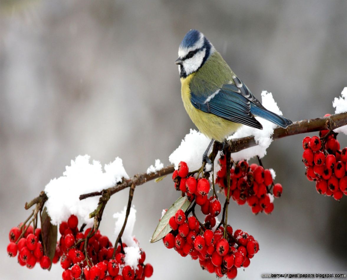 Winter Birds Wallpapers
