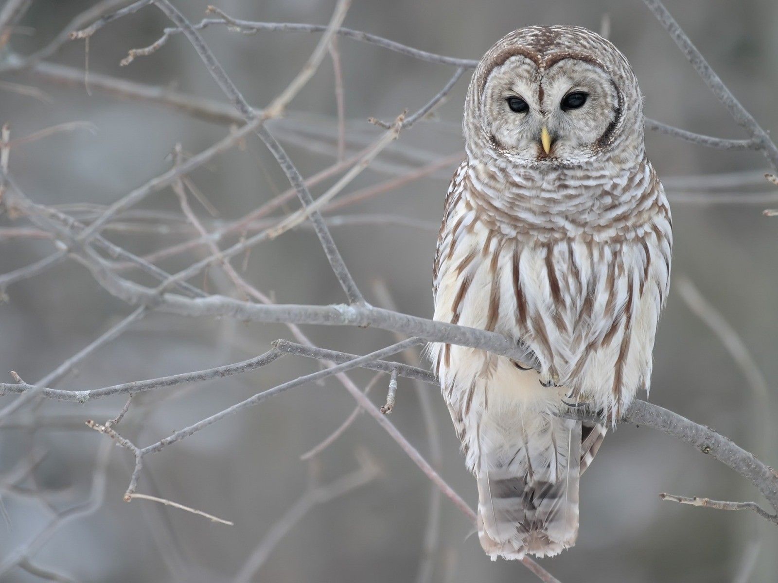 Winter Birds Wallpapers