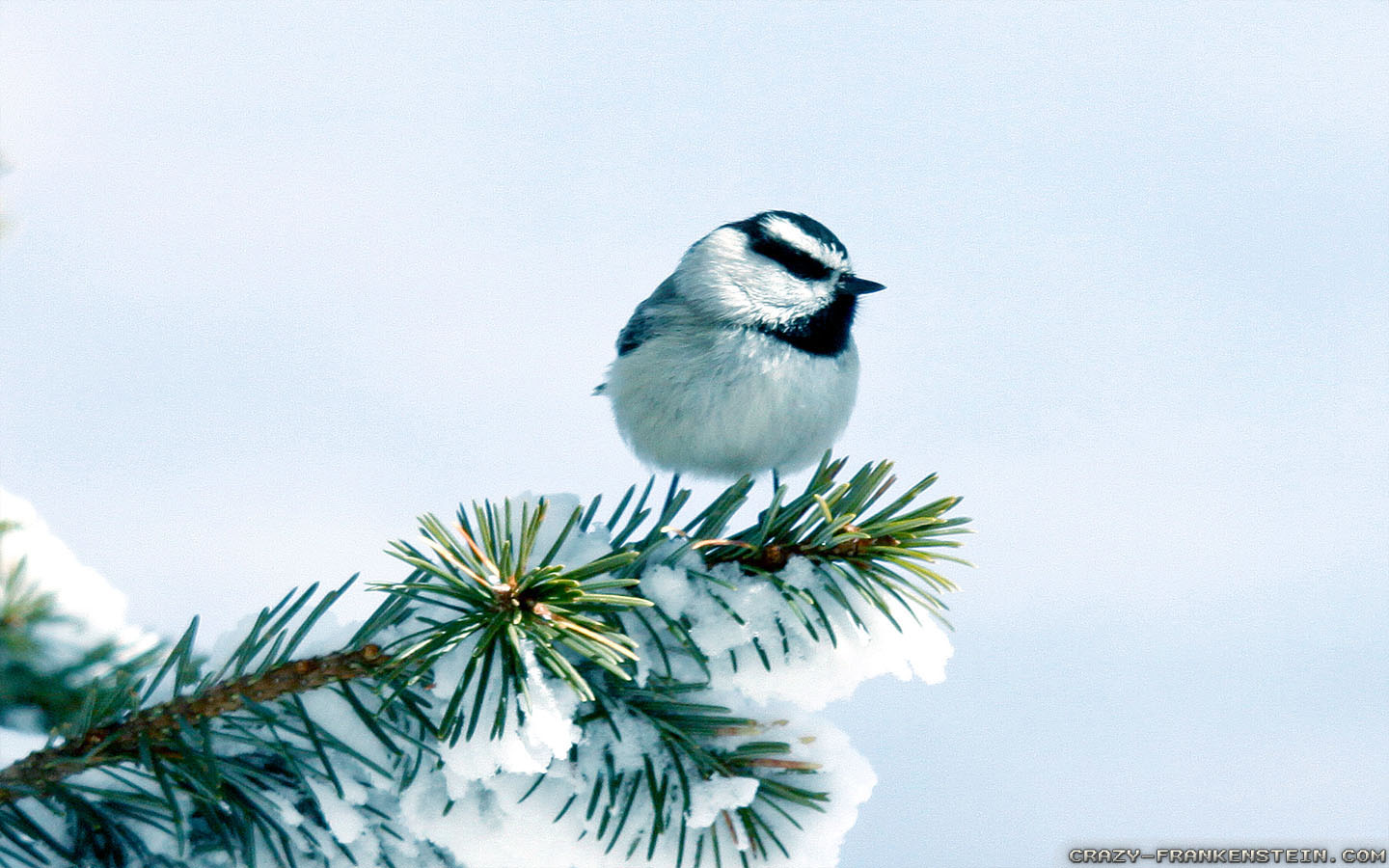 Winter Birds Wallpapers