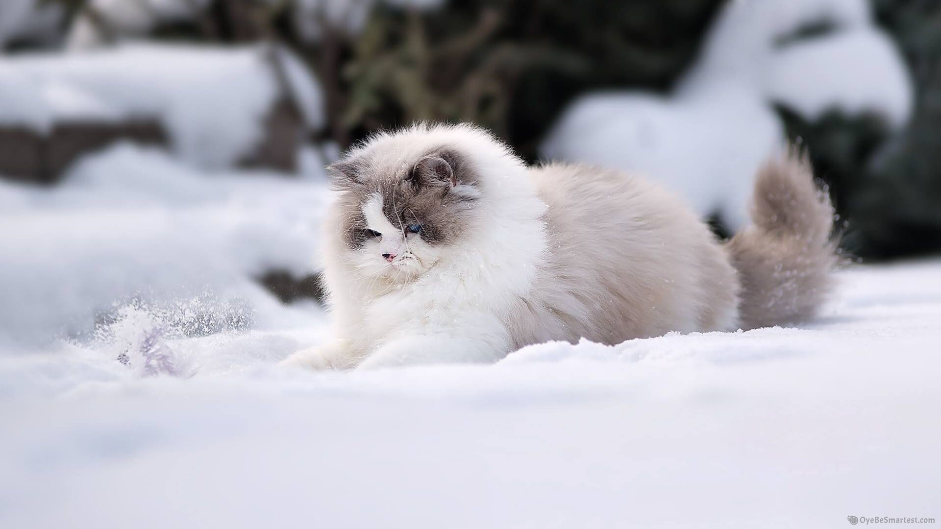 Winter Cat Wallpapers