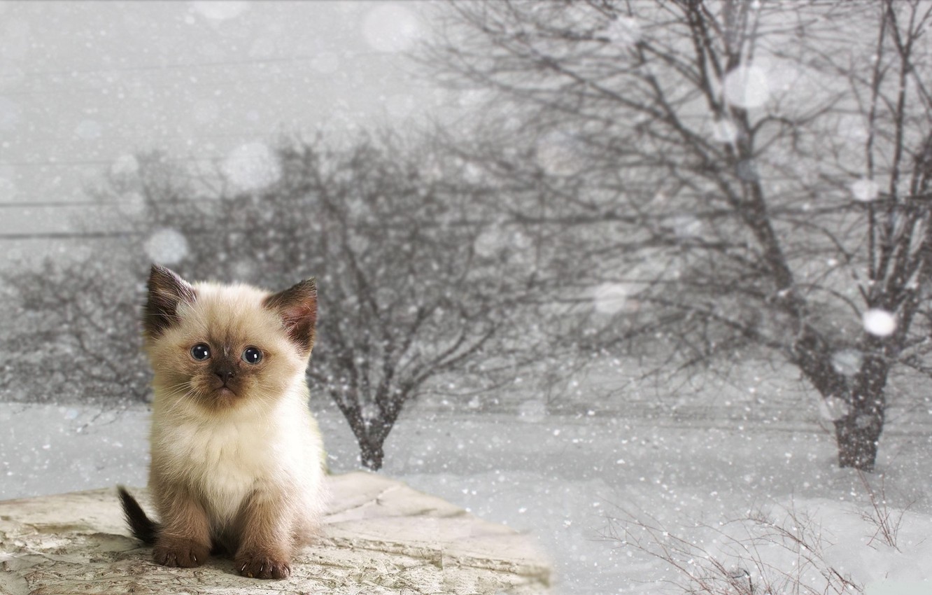 Winter Cat Wallpapers