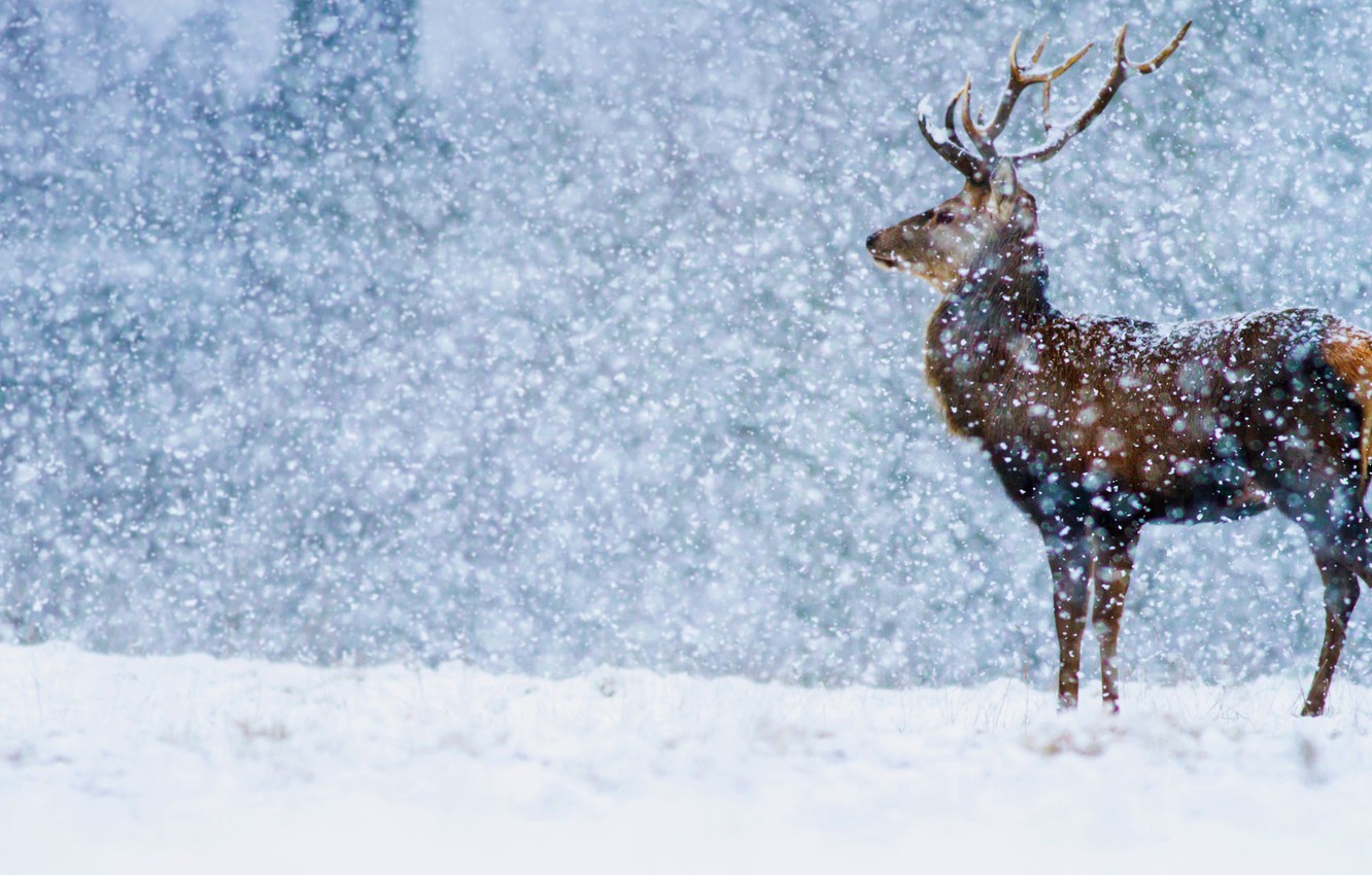 Winter England Wallpapers