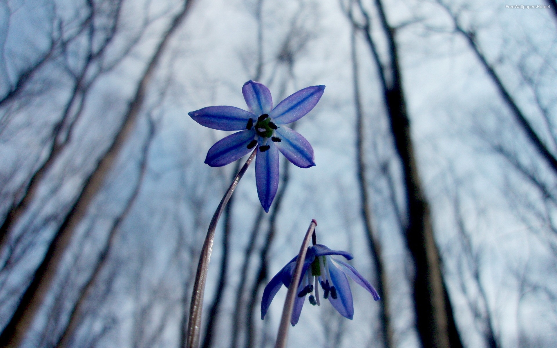 Winter Flowers Wallpapers