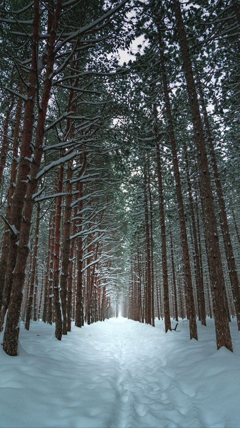 Winter Forest Iphone Wallpapers