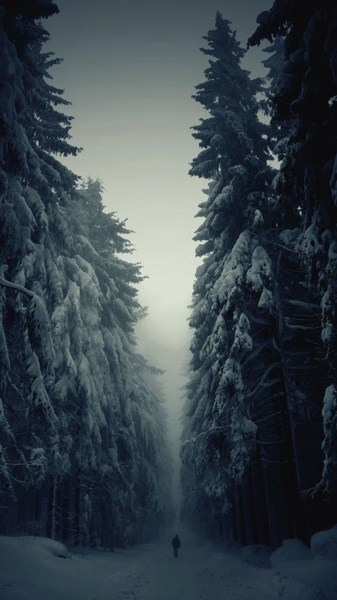 Winter Forest Iphone Wallpapers