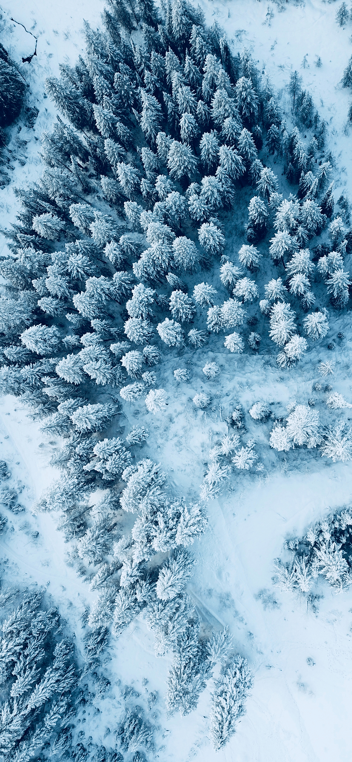 Winter Forest Iphone Wallpapers