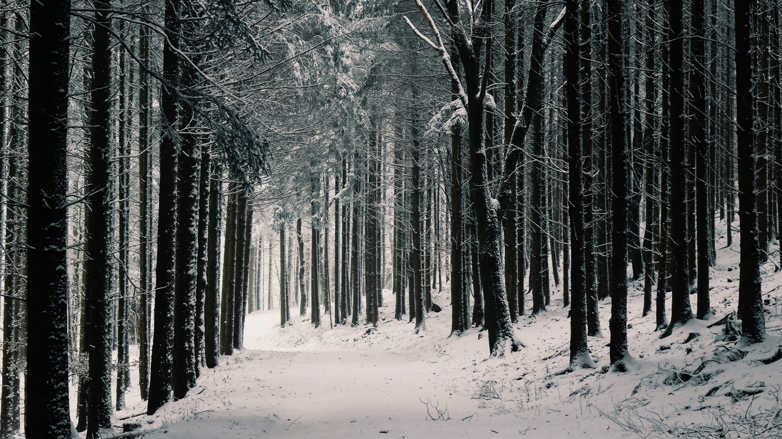 Winter Forest Iphone Wallpapers