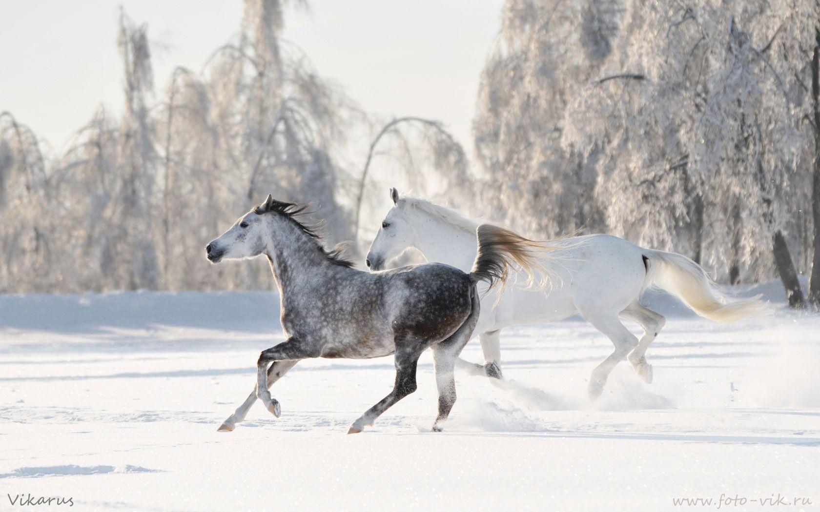 Winter Horses Wallpapers