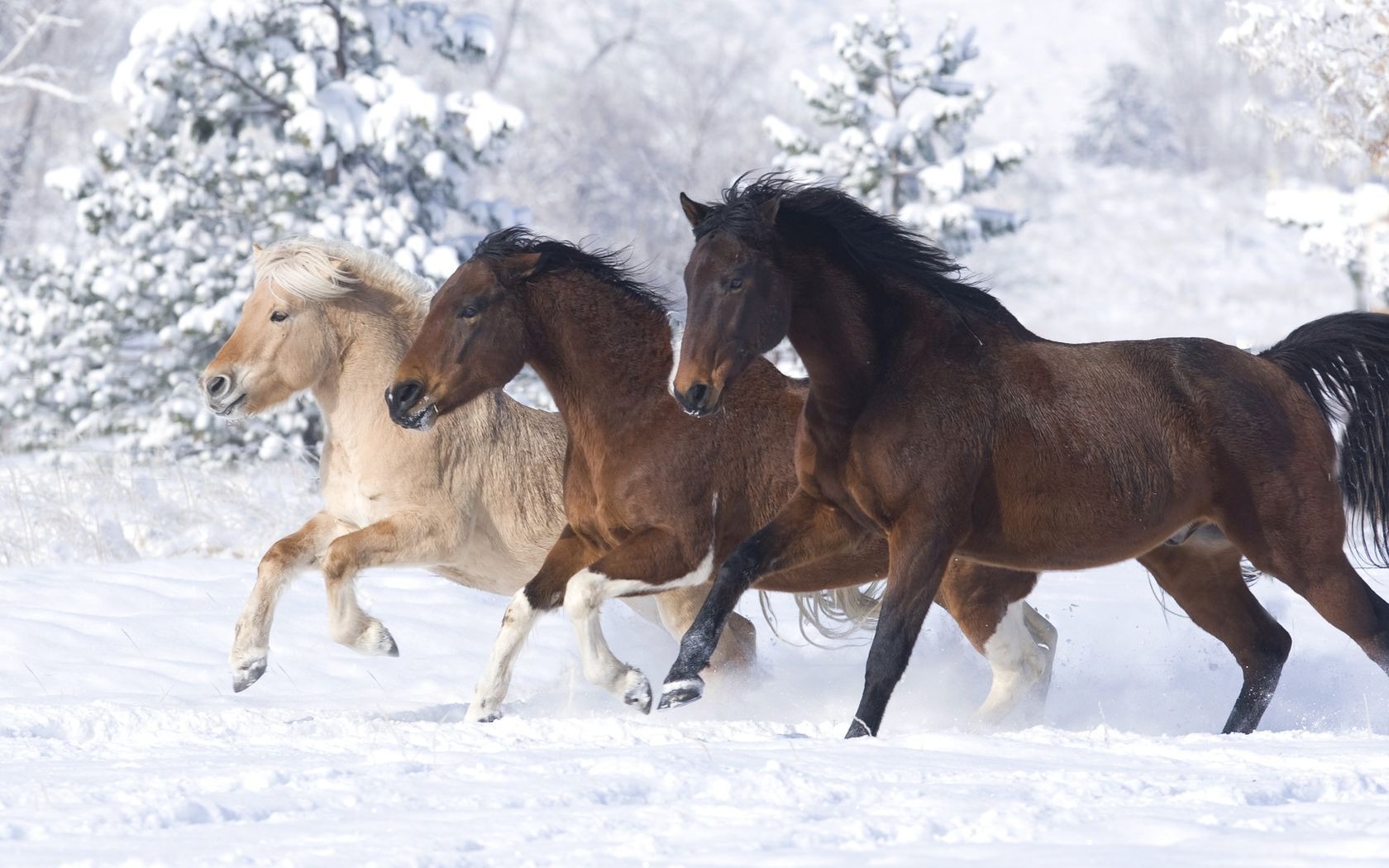 Winter Horses Wallpapers