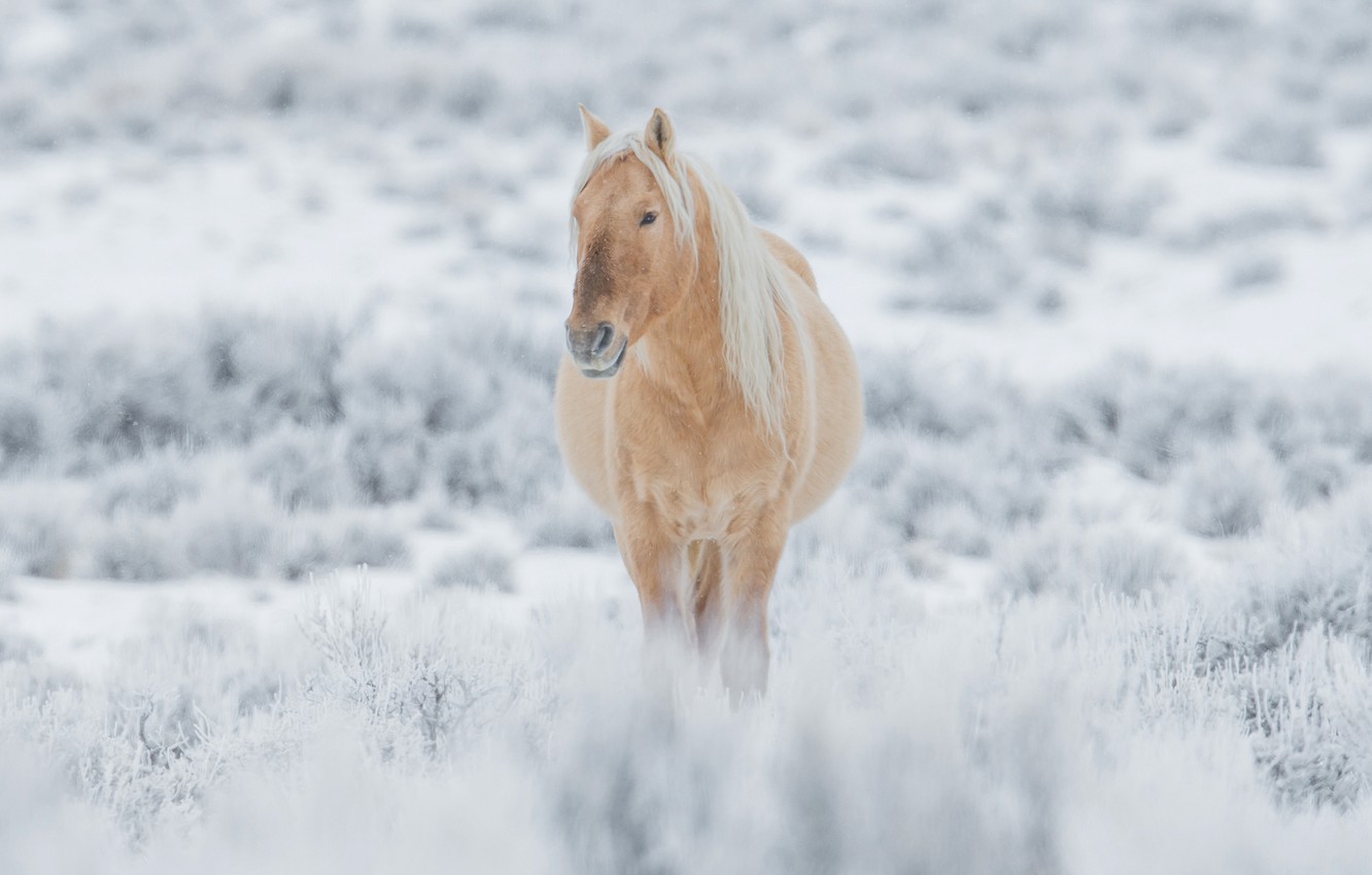 Winter Horses Wallpapers