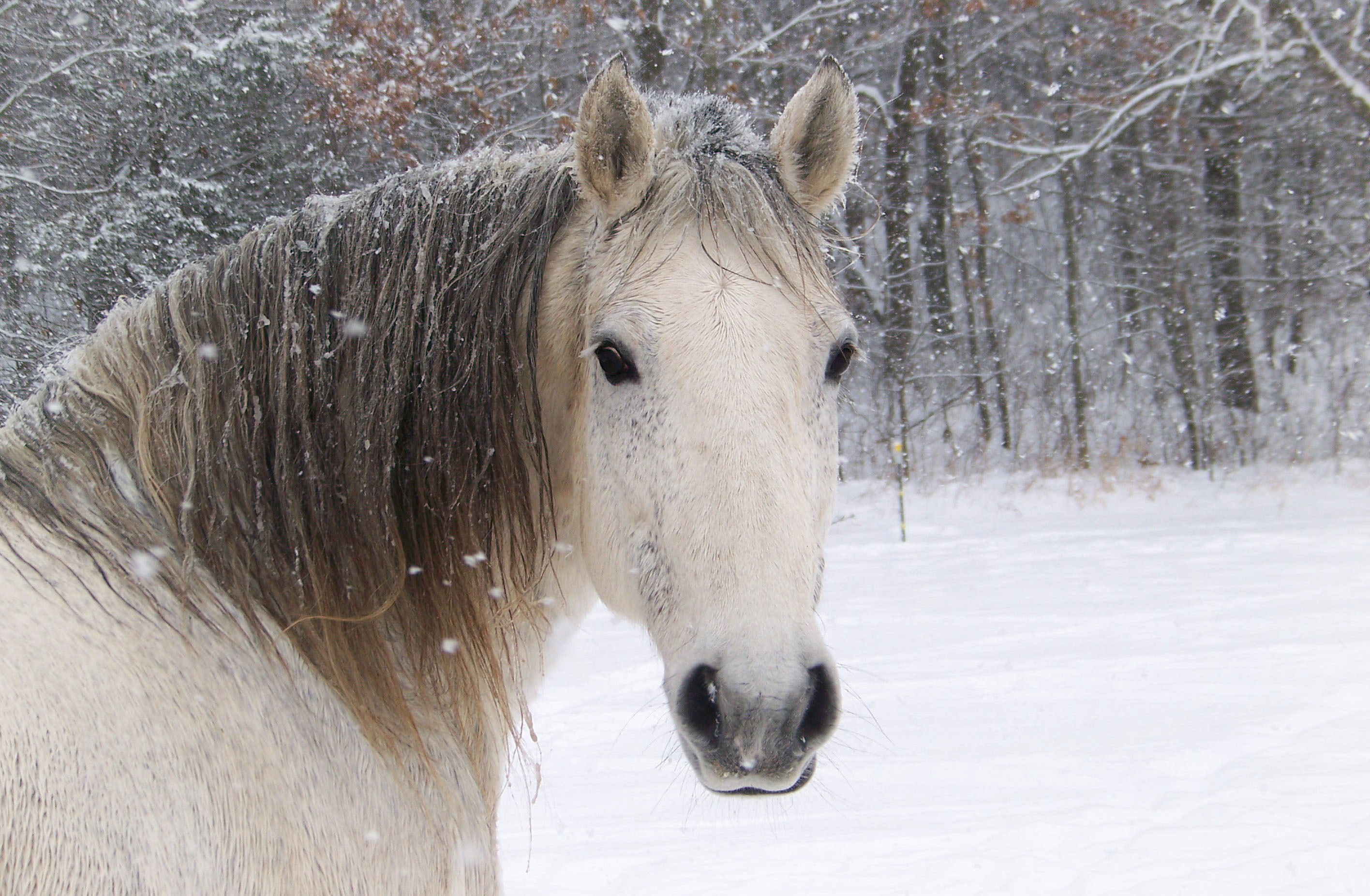 Winter Horses Wallpapers