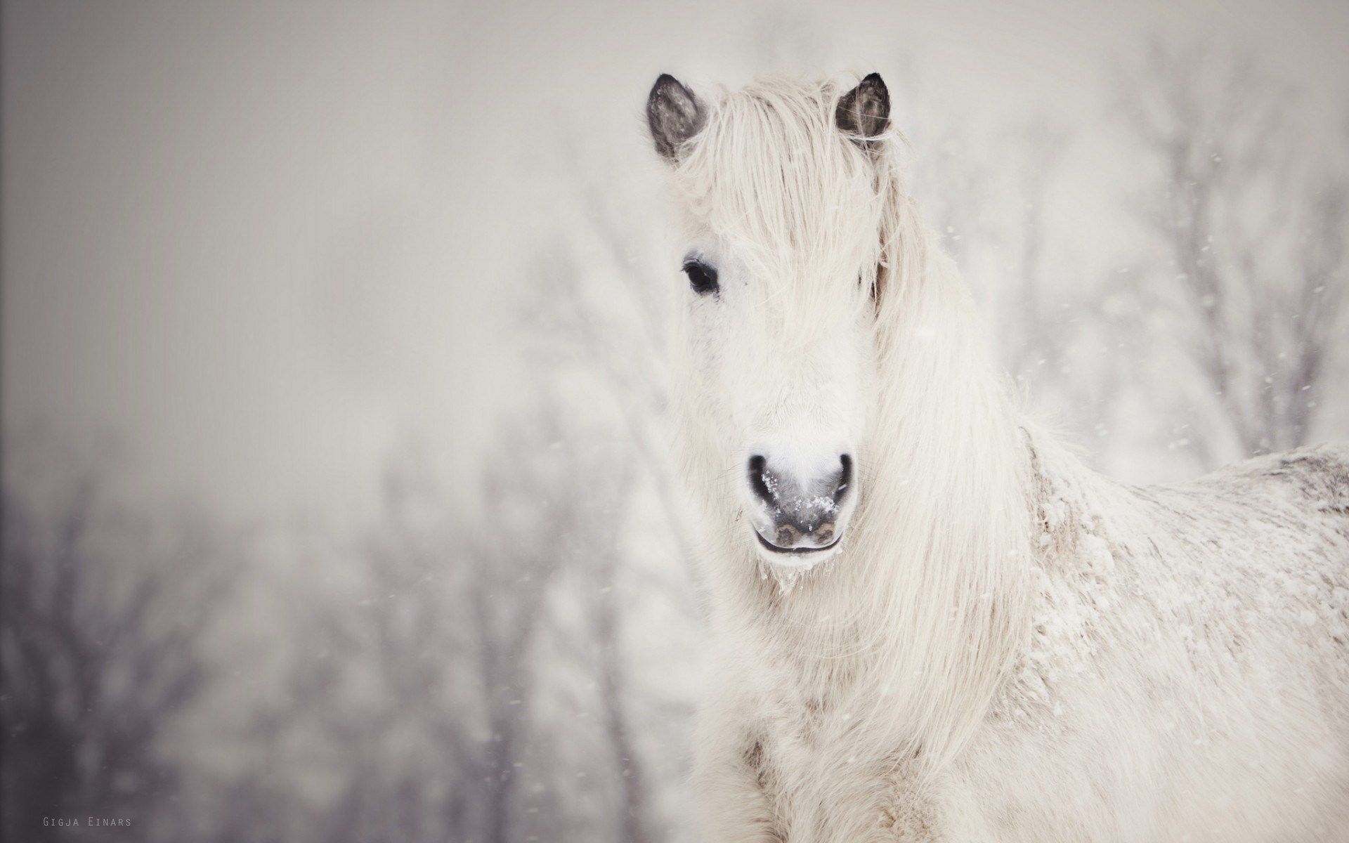 Winter Horses Wallpapers