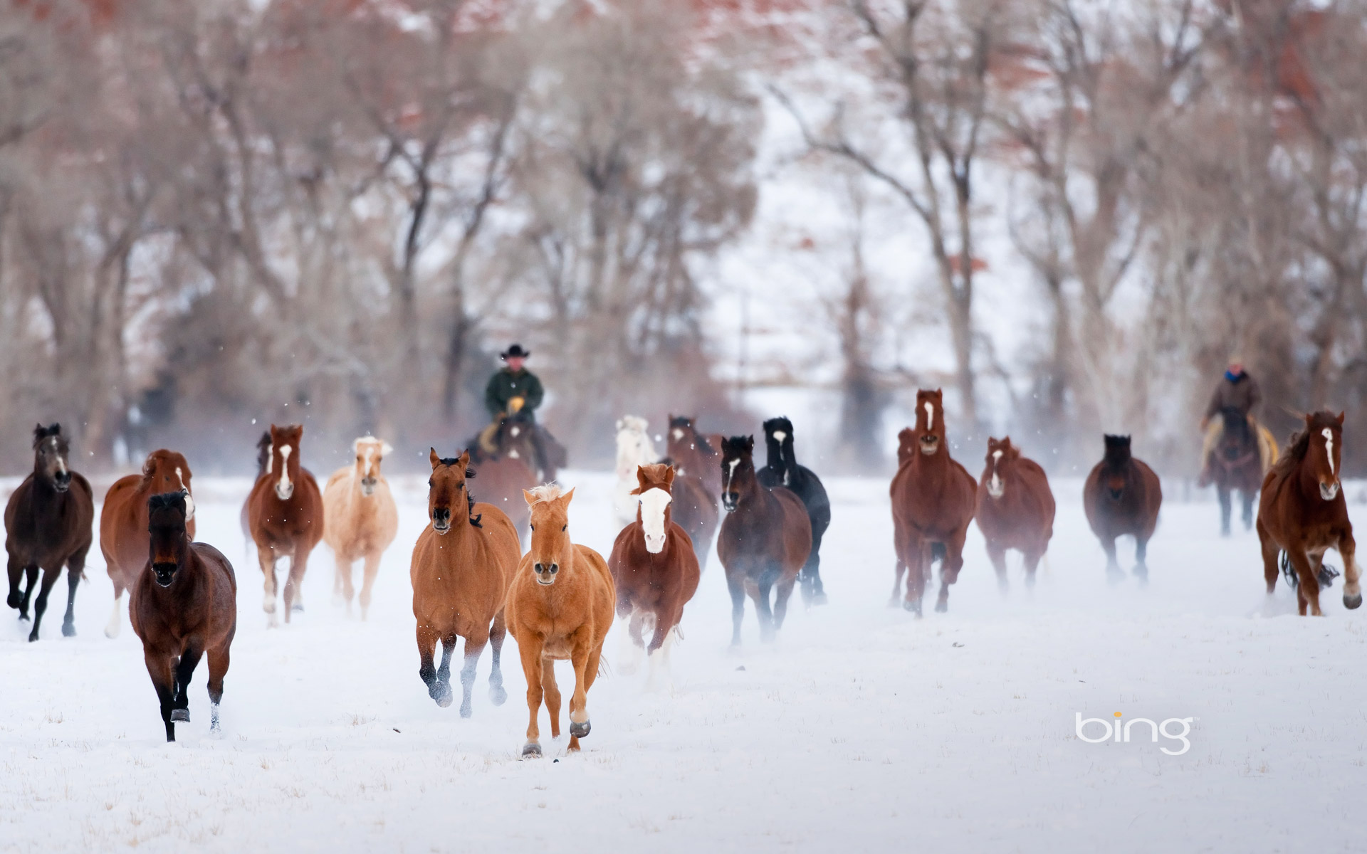 Winter Horses Wallpapers