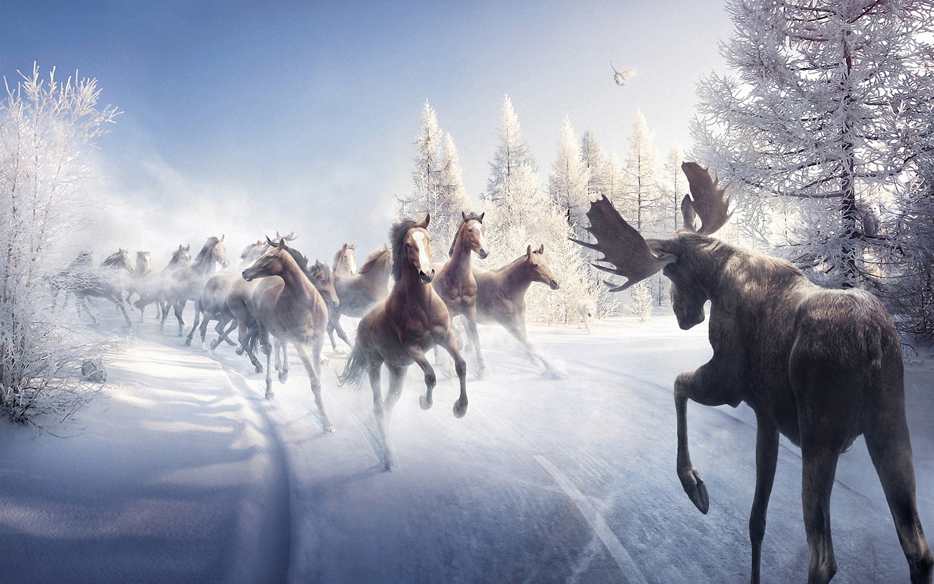 Winter Horses Wallpapers