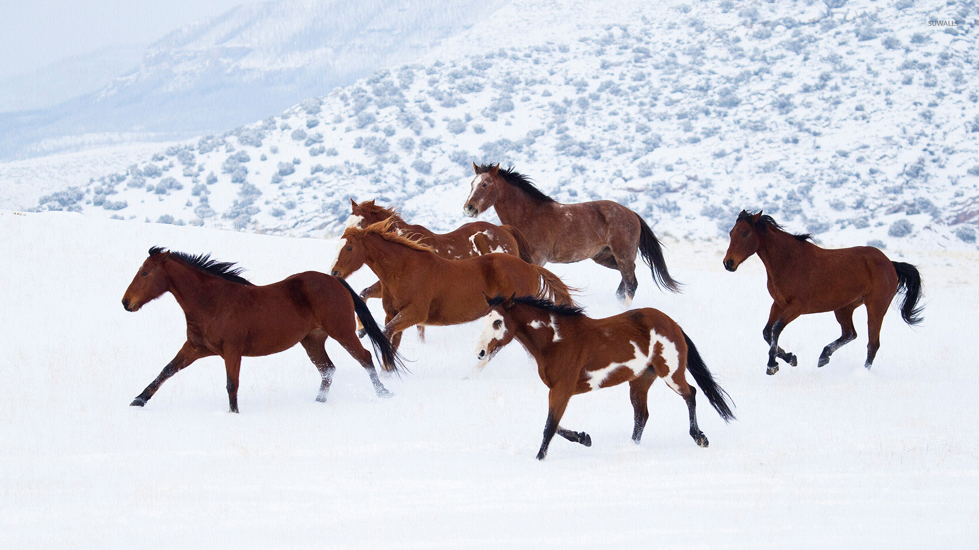 Winter Horses Wallpapers