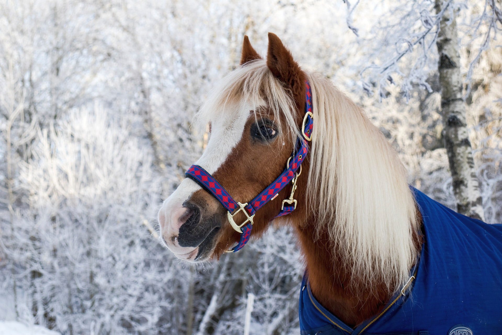 Winter Horses Wallpapers