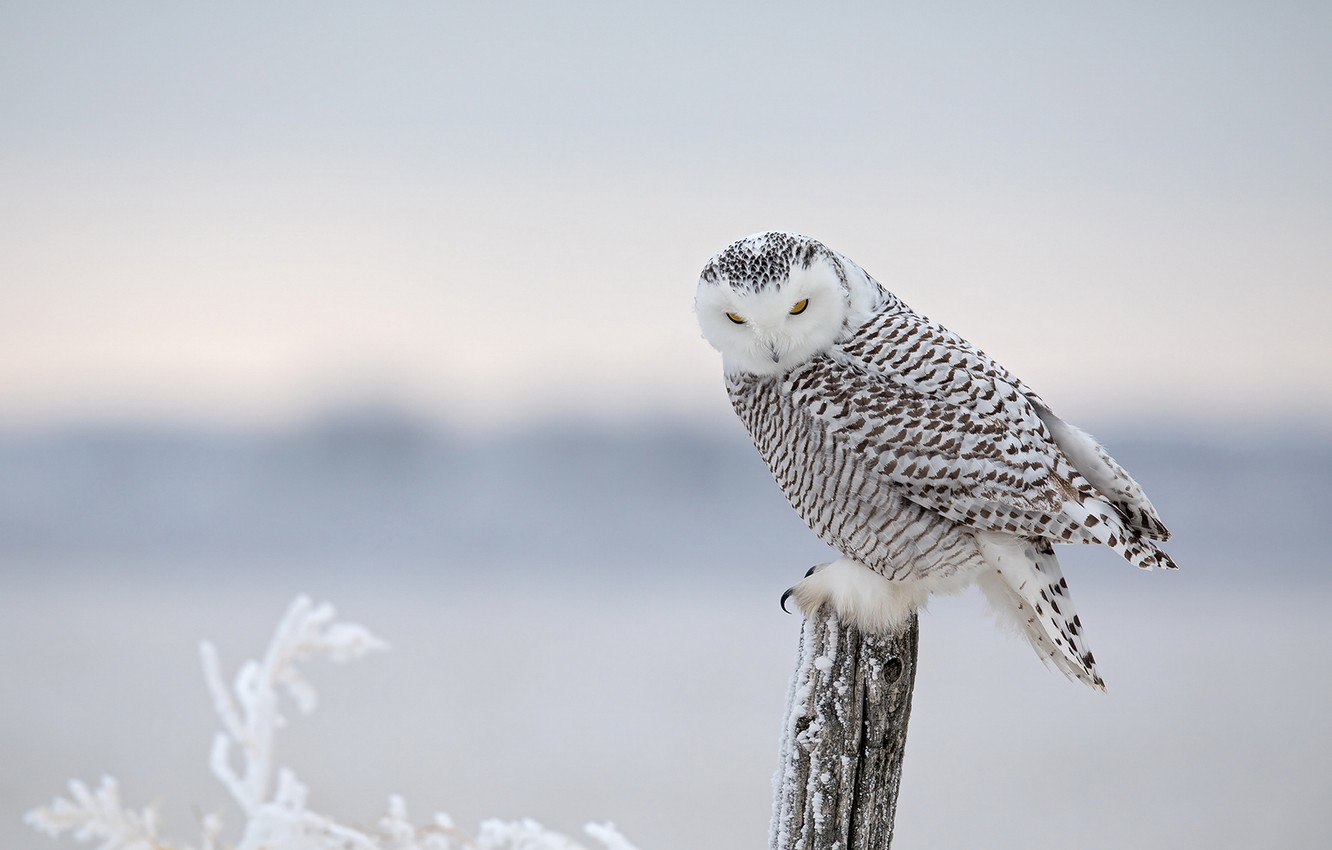 Winter Owl Wallpapers