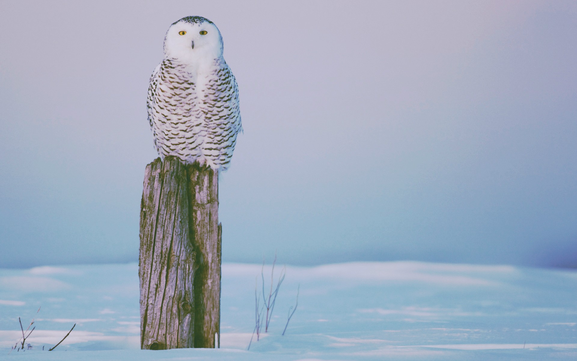 Winter Owl Wallpapers