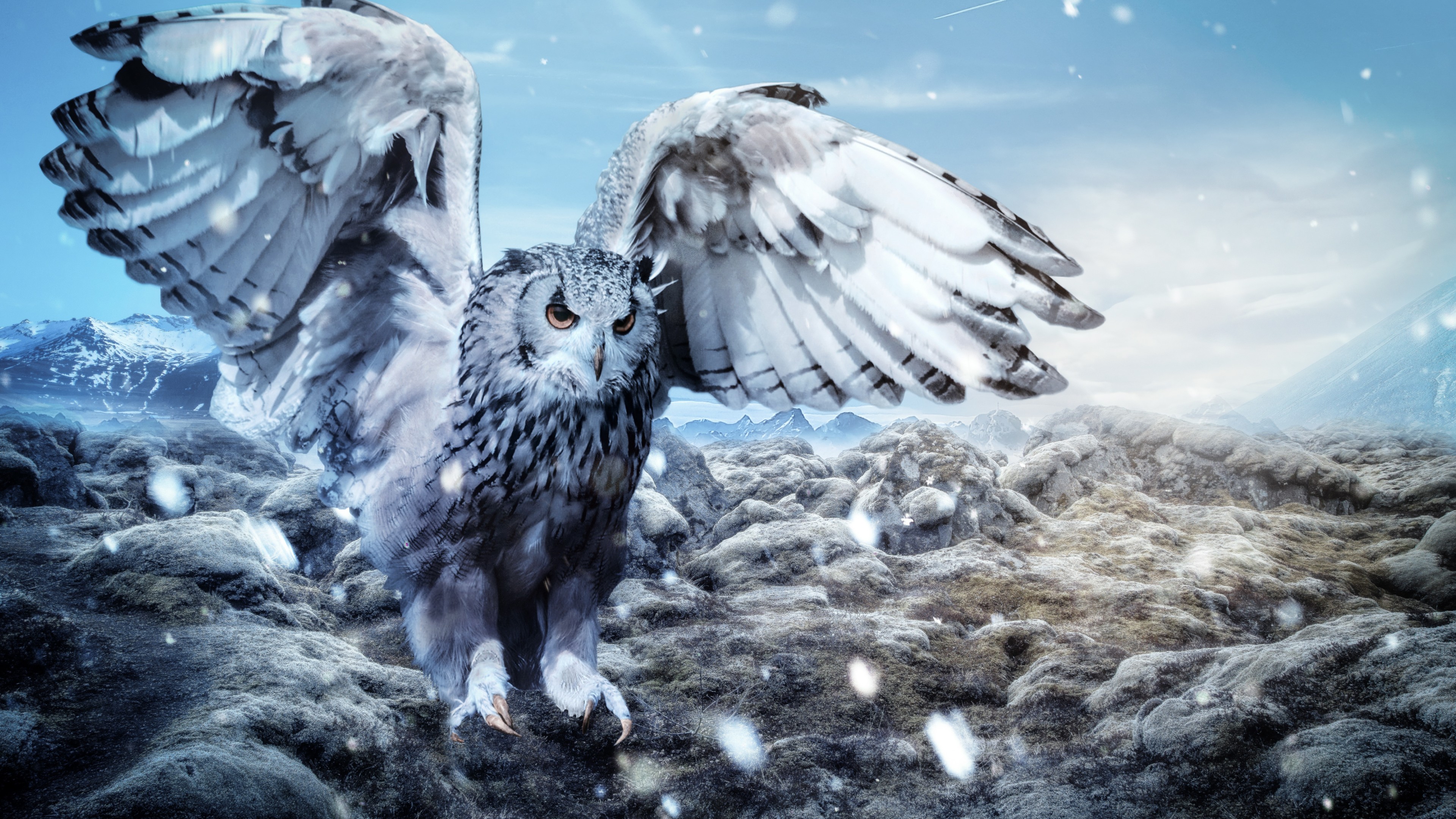 Winter Owl Wallpapers