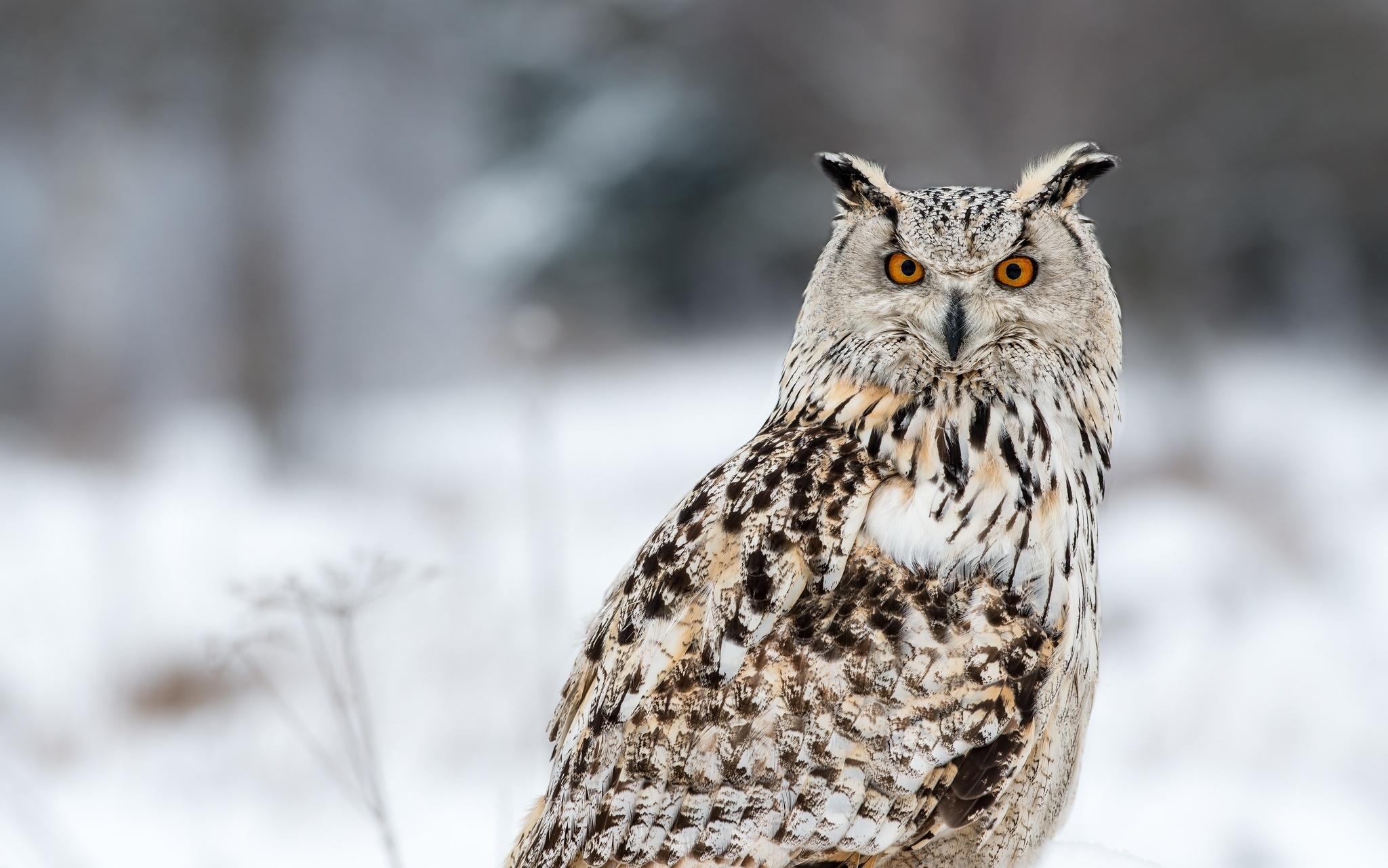 Winter Owl Wallpapers