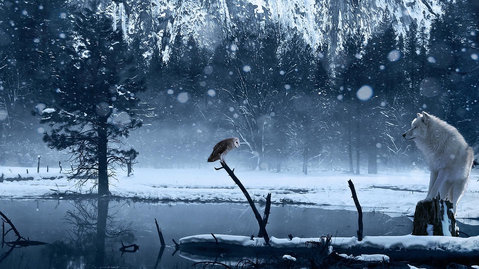 Winter Owl Wallpapers