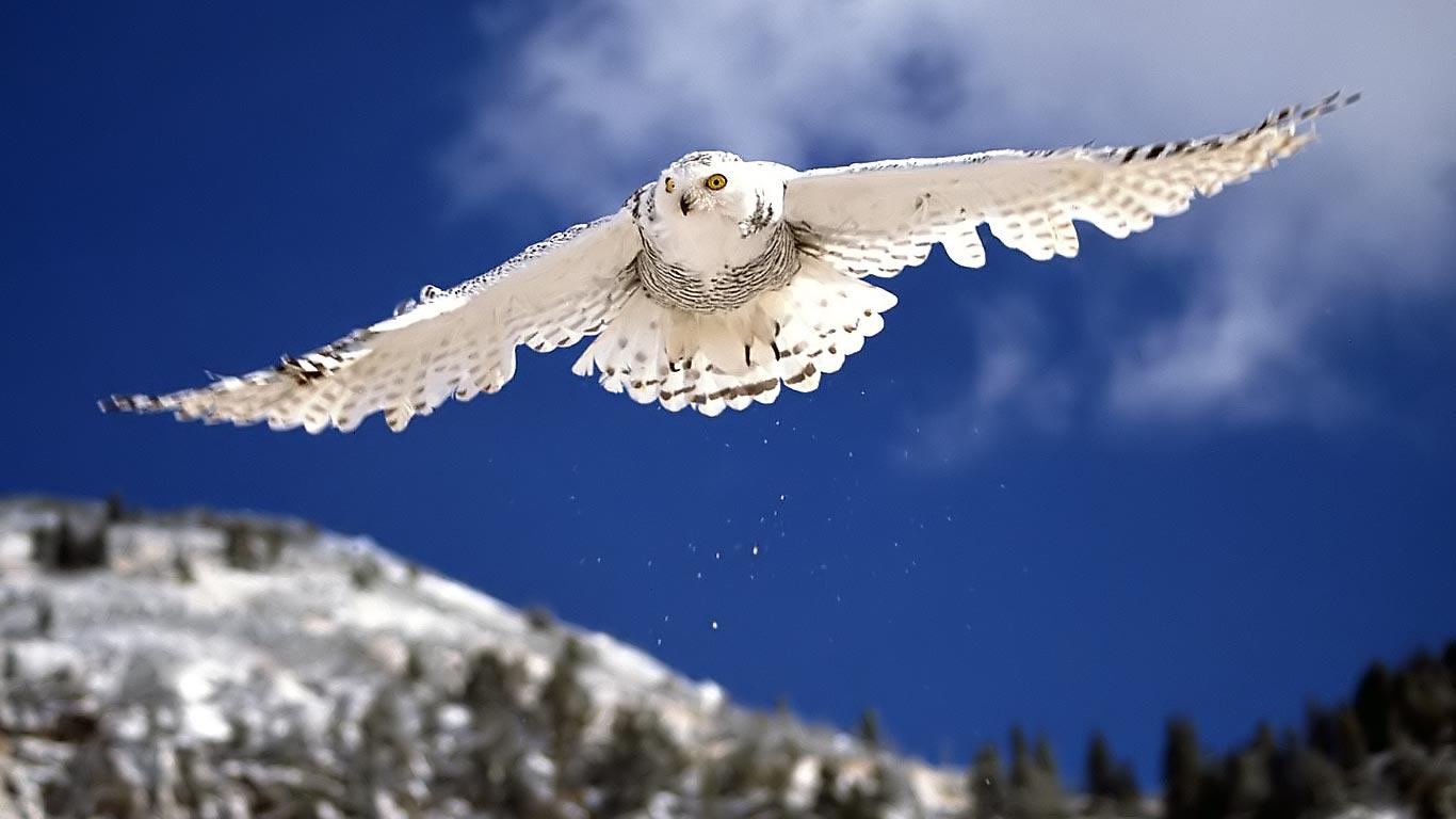 Winter Owl Wallpapers