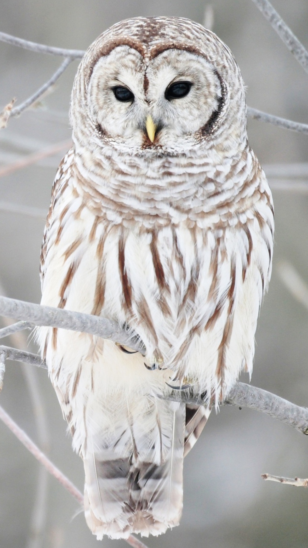 Winter Owl Wallpapers