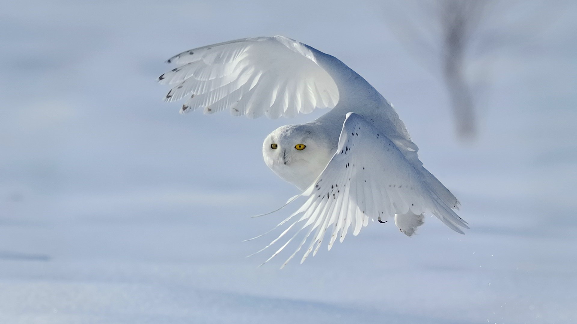 Winter Owl Wallpapers