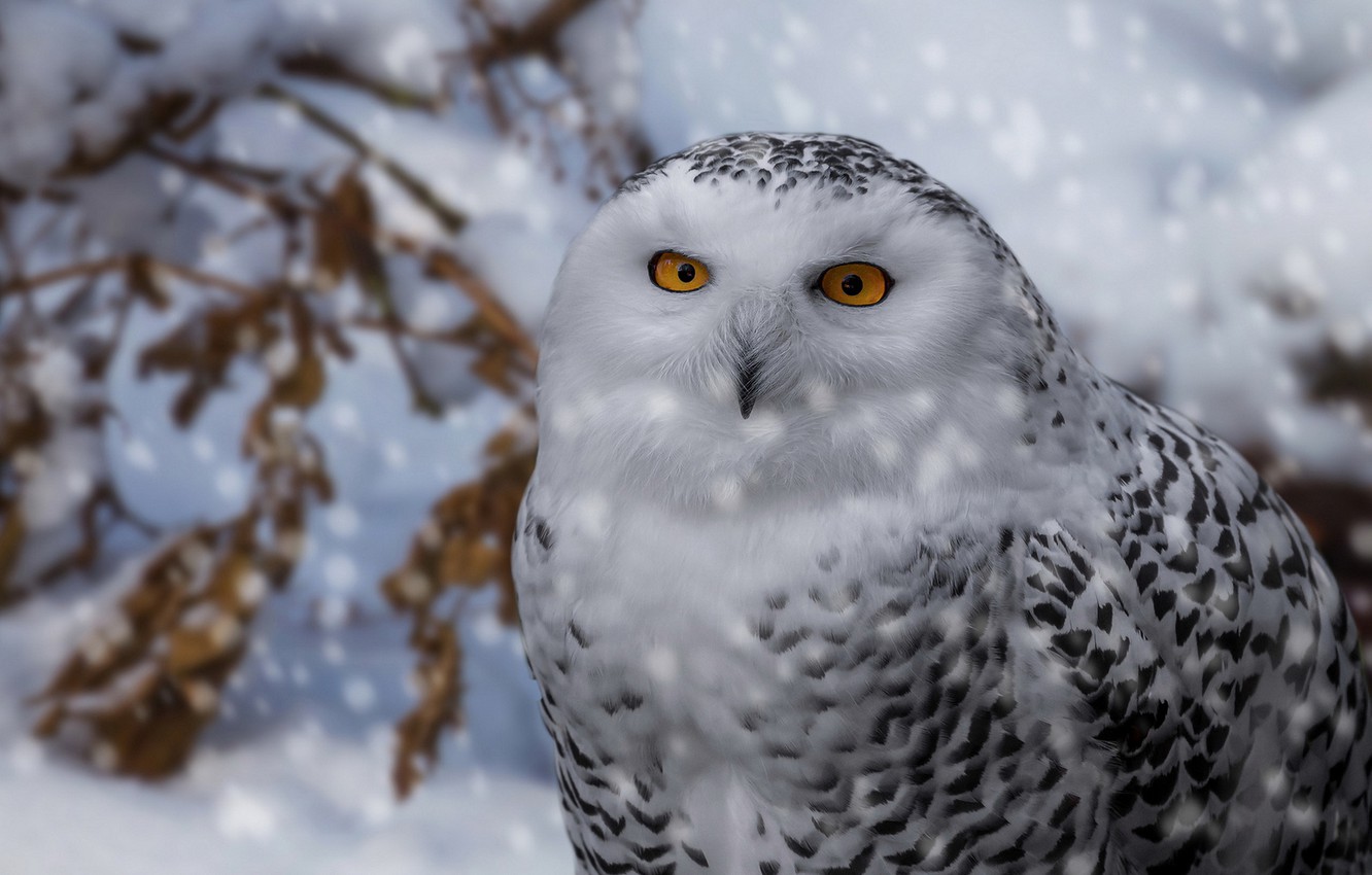 Winter Owl Wallpapers