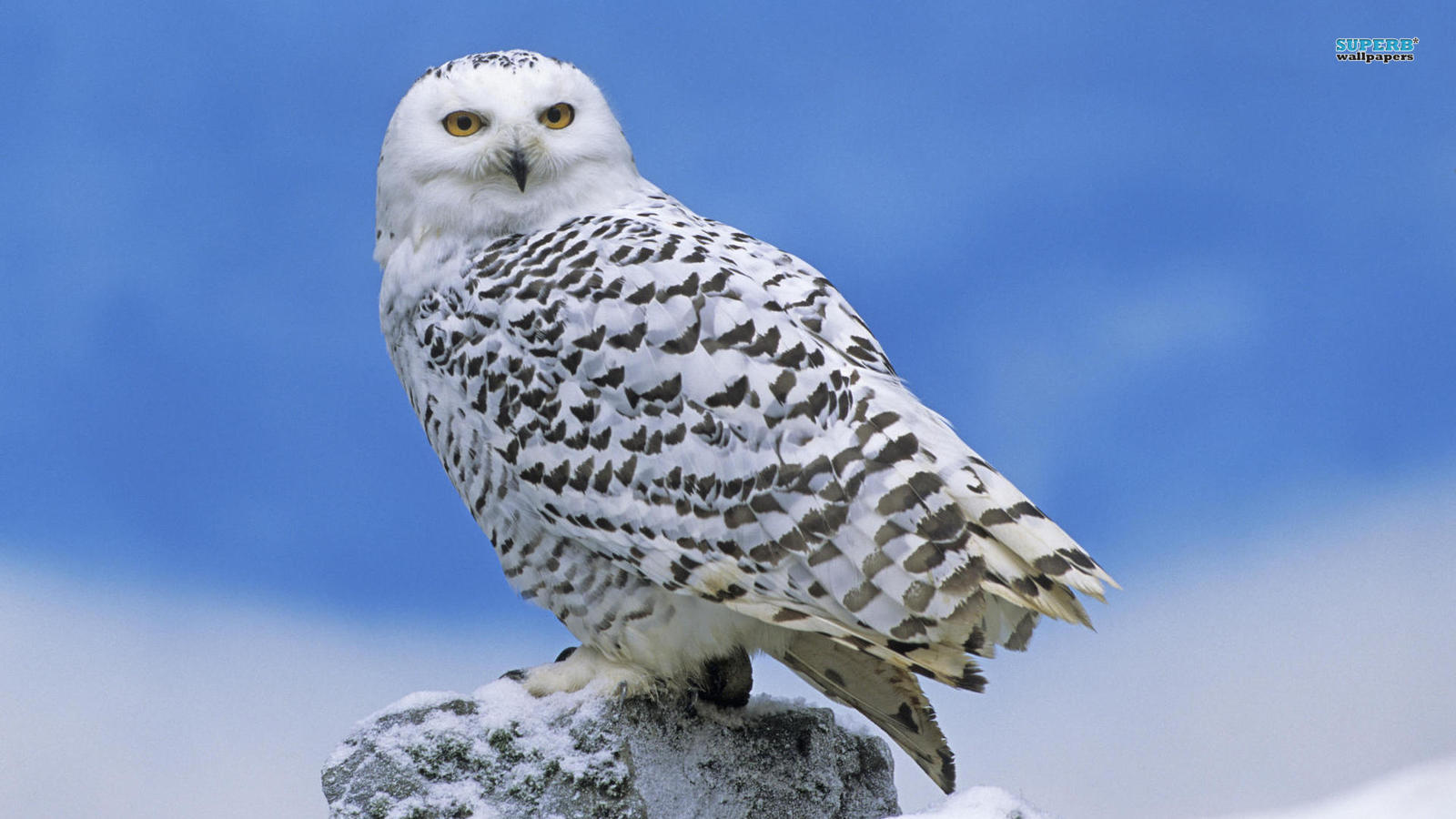 Winter Owl Wallpapers