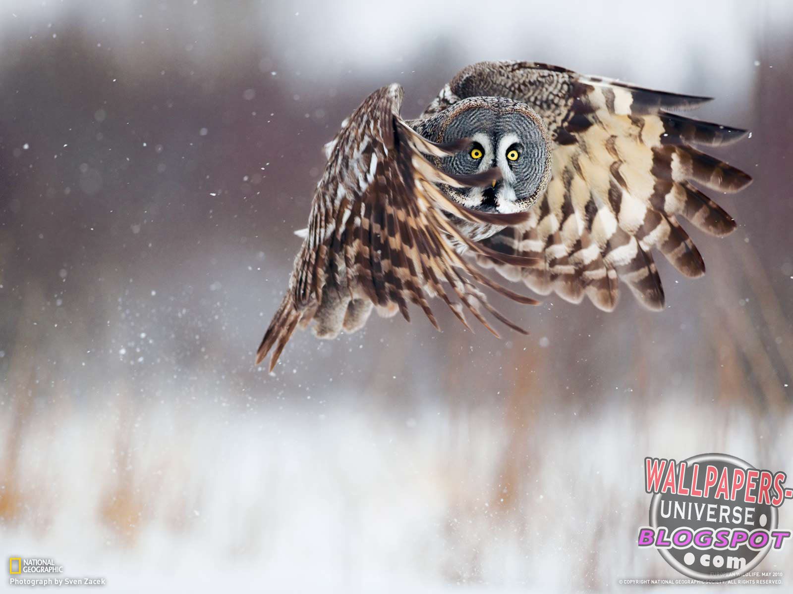 Winter Owl Wallpapers