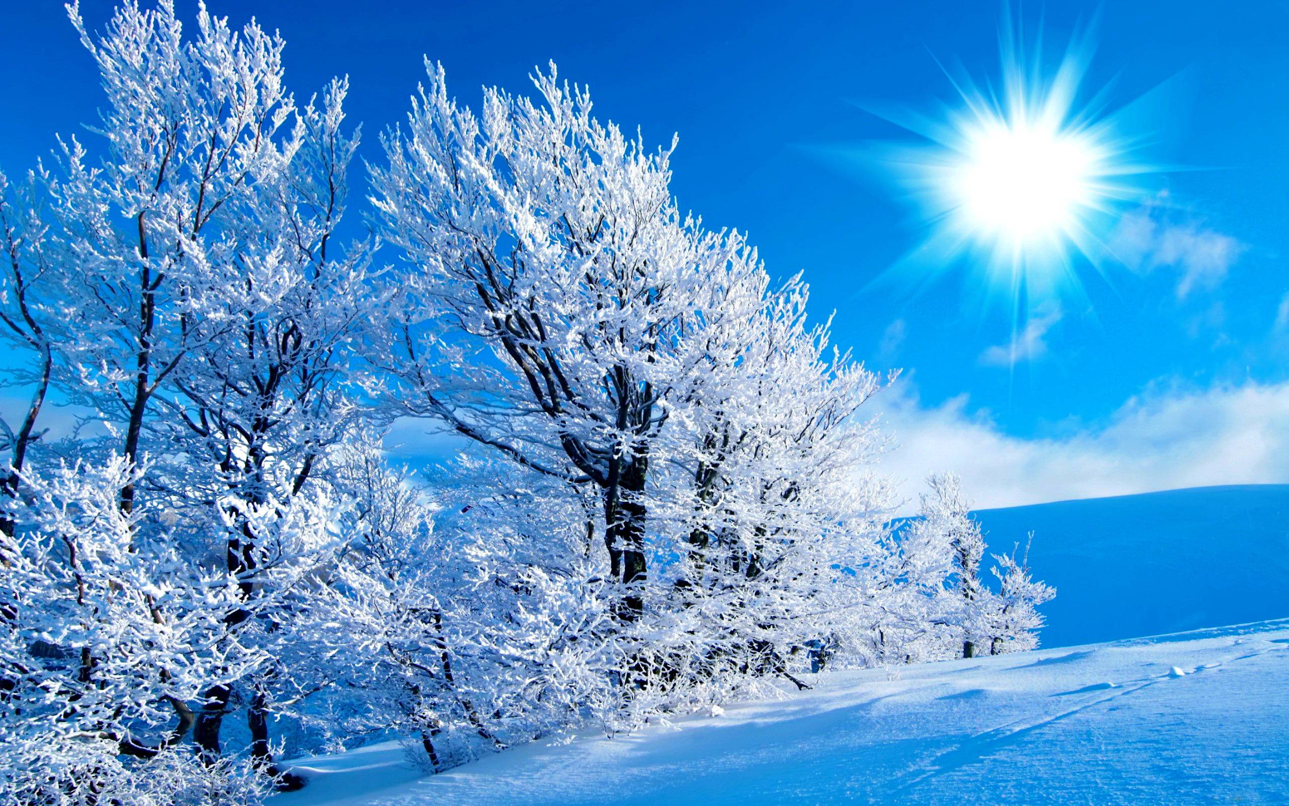 Winter Sunshine Wallpapers