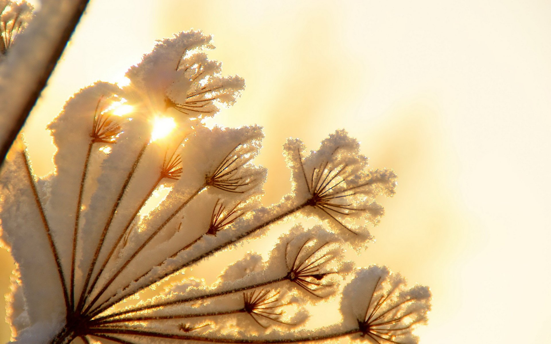 Winter Sunshine Wallpapers