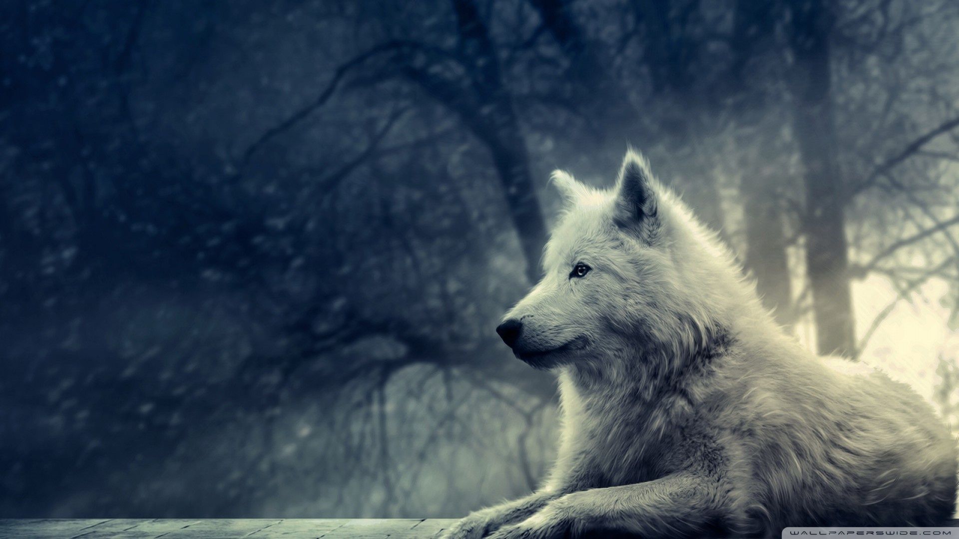 Winter Wolf Wallpapers